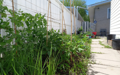 My first garden: Suburban gardening in Saskatchewan